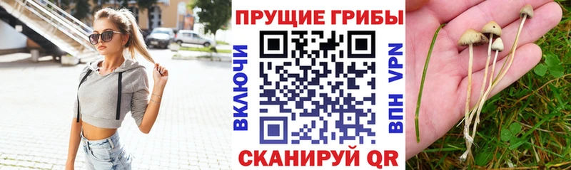 Галлюциногенные грибы Magic Shrooms Великий Устюг